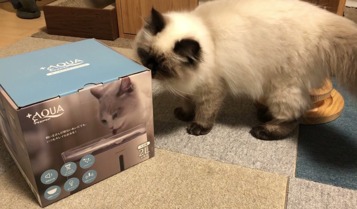 【ヒマラヤン】猫に自動給水器を買ってみた【アメショ】