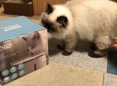 【ヒマラヤン】猫に自動給水器を買ってみた【アメショ】