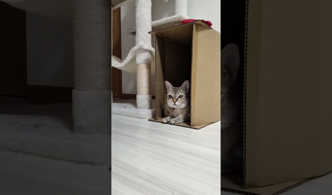 体にフィットした段ボールがお気に入りのシンガプーラ猫#ねこ動画