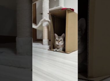 体にフィットした段ボールがお気に入りのシンガプーラ猫#ねこ動画