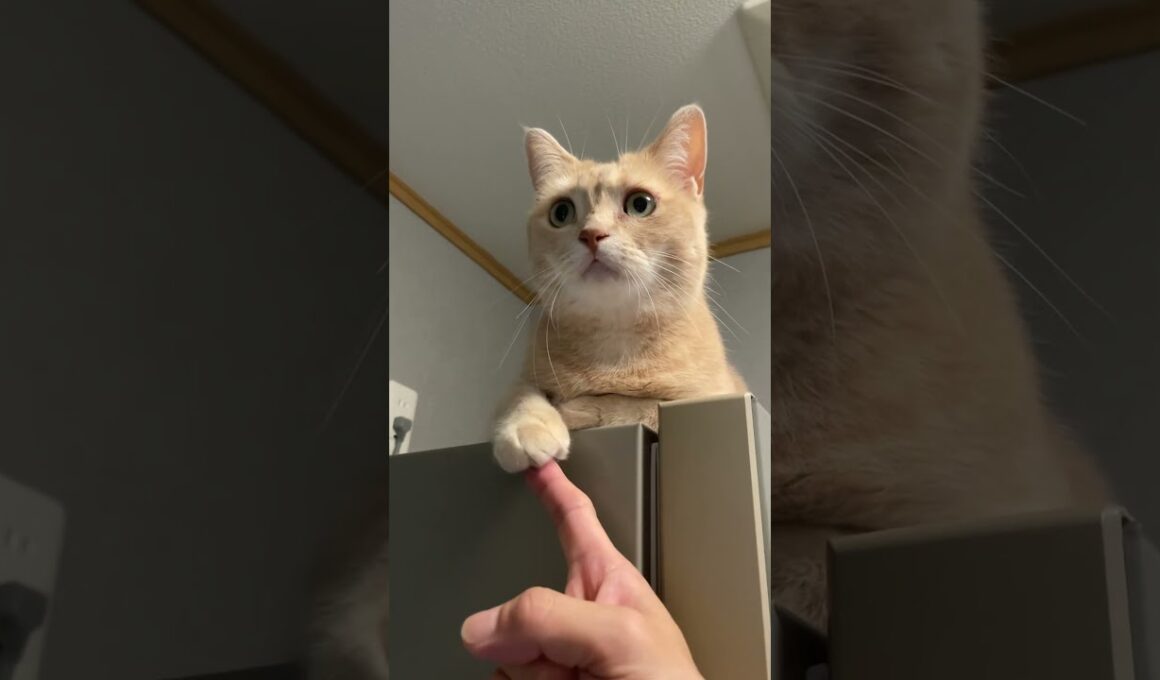 前足を触っても無視！猫が一点を見つめ続ける理由とは？#猫 #マンチカン #cat #munchkin #catlovers