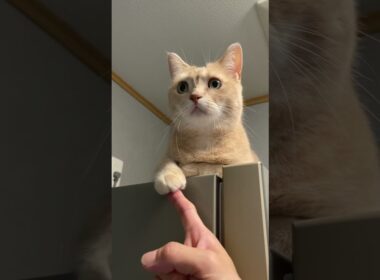 前足を触っても無視！猫が一点を見つめ続ける理由とは？#猫 #マンチカン #cat #munchkin #catlovers