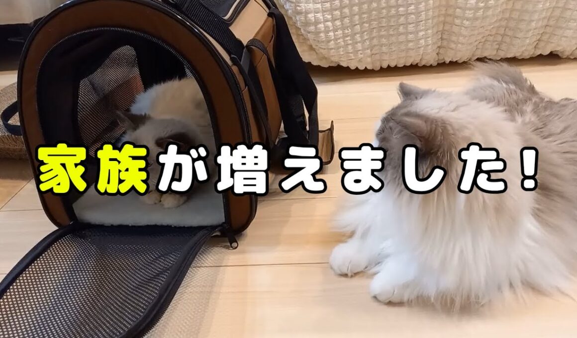 家族が増えました #cat #ラグドール #猫のいる暮らし #猫