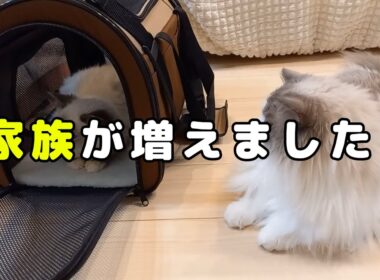 家族が増えました #cat #ラグドール #猫のいる暮らし #猫