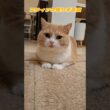 スフィンクス座りする猫#cat#ミヌエット#スフィンクス座り