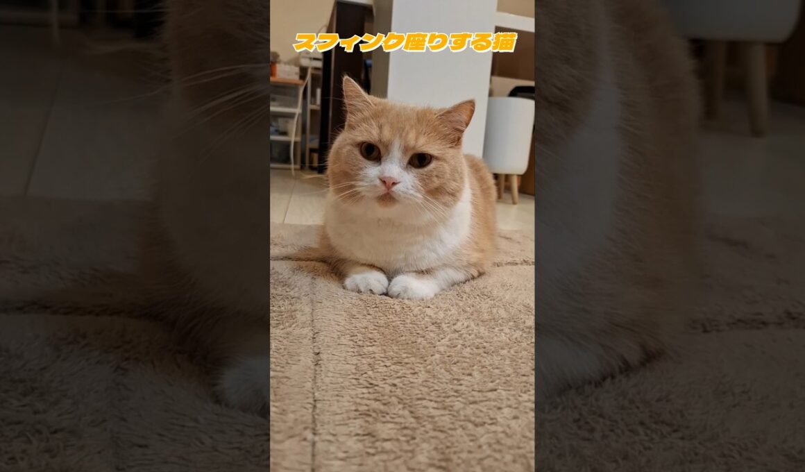 スフィンクス座りする猫#cat#ミヌエット#スフィンクス座り