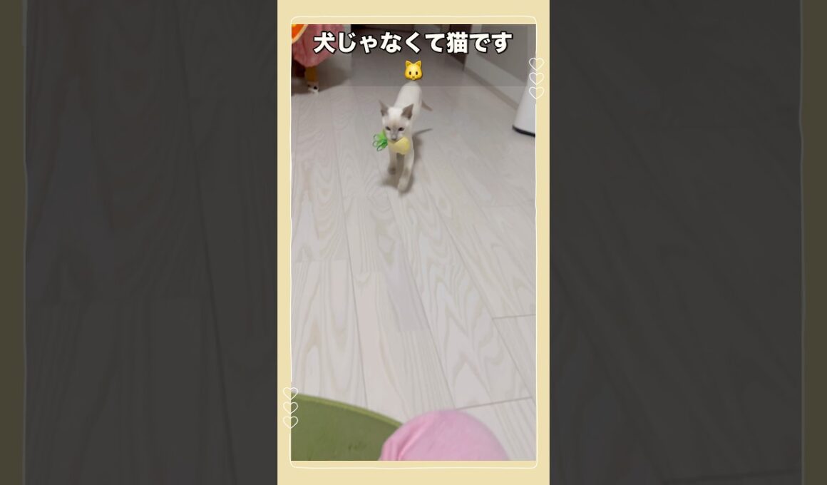 【トンキニーズ・ボール遊び】まさかのボール拾い！？子猫の賢さに驚愕🐾