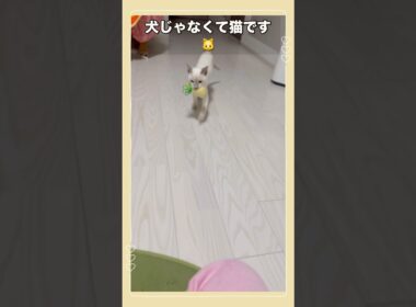 【トンキニーズ・ボール遊び】まさかのボール拾い！？子猫の賢さに驚愕🐾