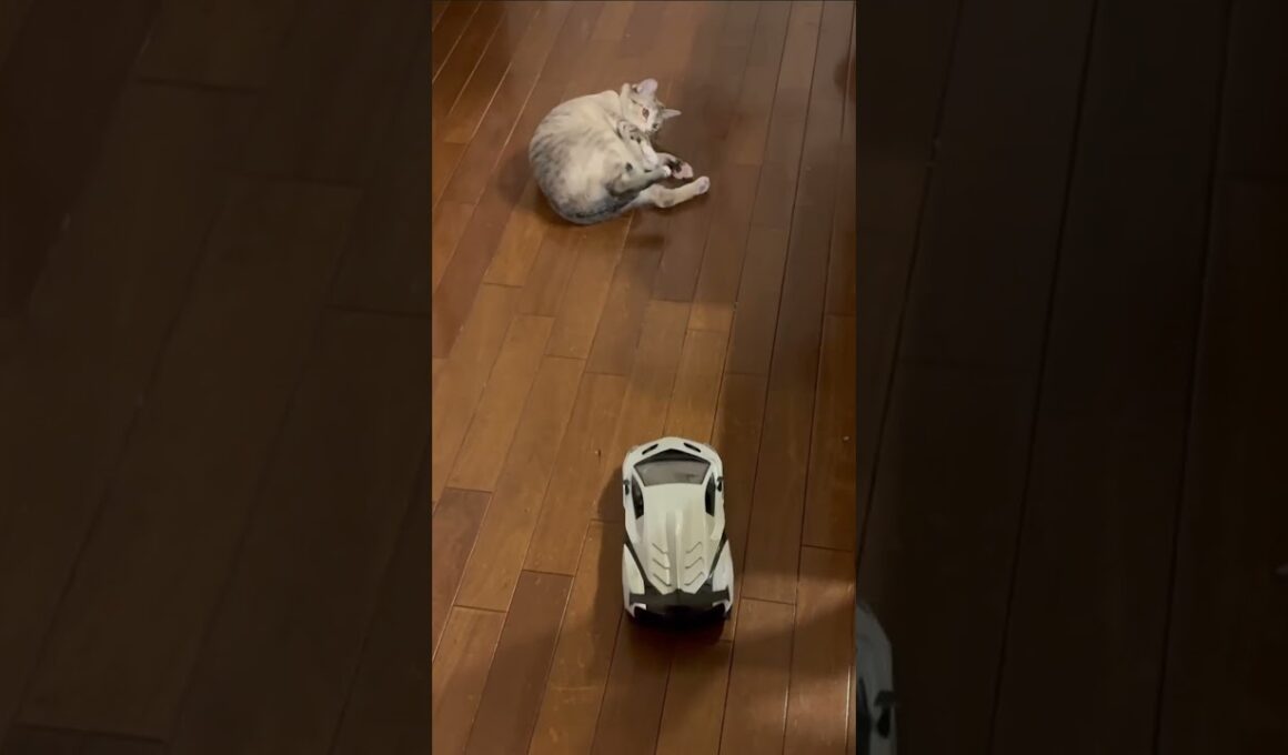 猫とラジコンカー　#保護猫 #シャムミックス #cat #ねこ #猫のいる暮らし #shorts