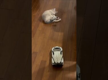 猫とラジコンカー　#保護猫 #シャムミックス #cat #ねこ #猫のいる暮らし #shorts