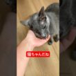 怒ってたから撫でたよ#ロシアンブルー #猫