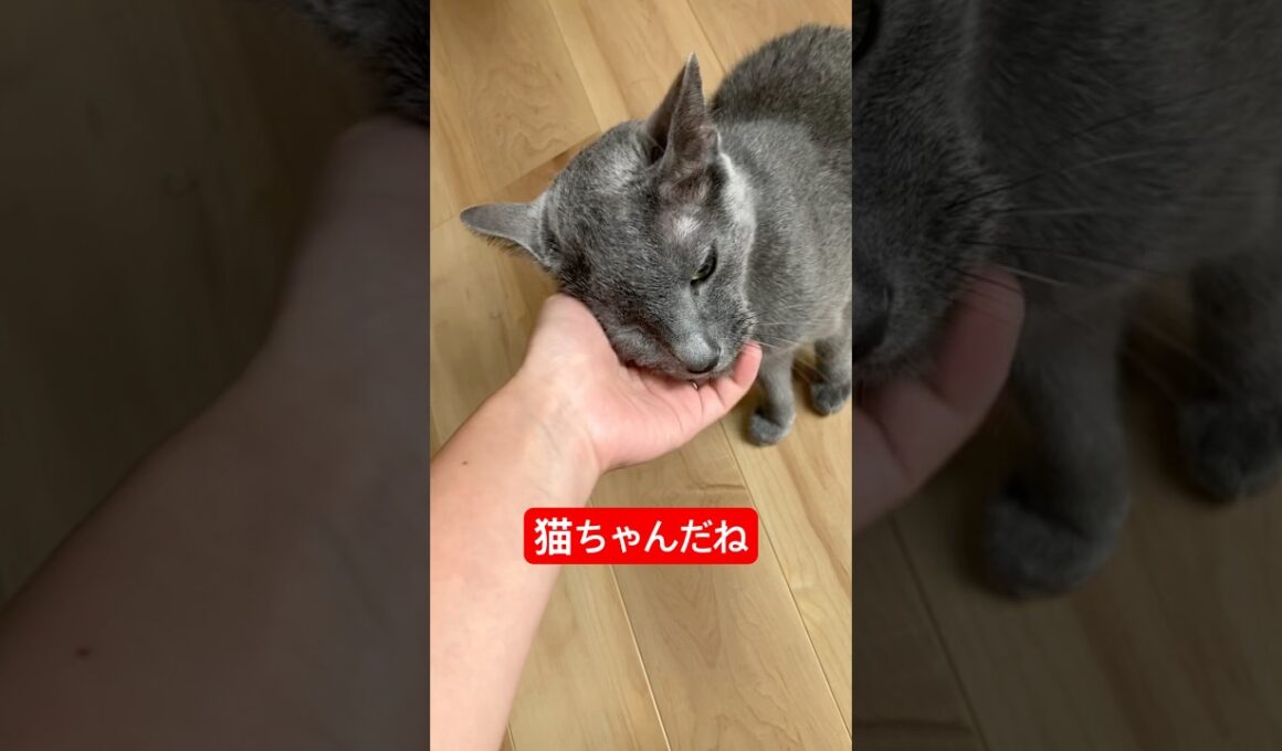 怒ってたから撫でたよ#ロシアンブルー #猫