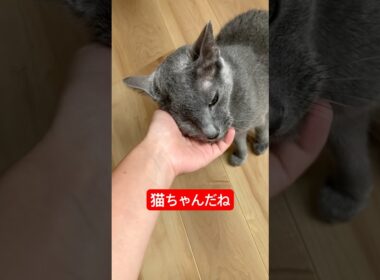 怒ってたから撫でたよ#ロシアンブルー #猫