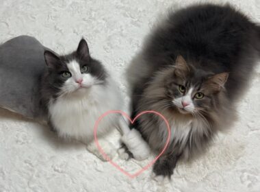 【仲直り⁉︎】一緒に遊ぶと仲良くなれるよね♡ノルウェージャンフォレストキャットとターキッシュアンゴラ