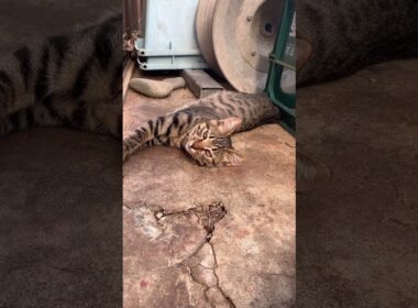 【子猫がエール】自然は厳しいぞ【#shorts】#子猫 #猫好き向け #激かわ猫