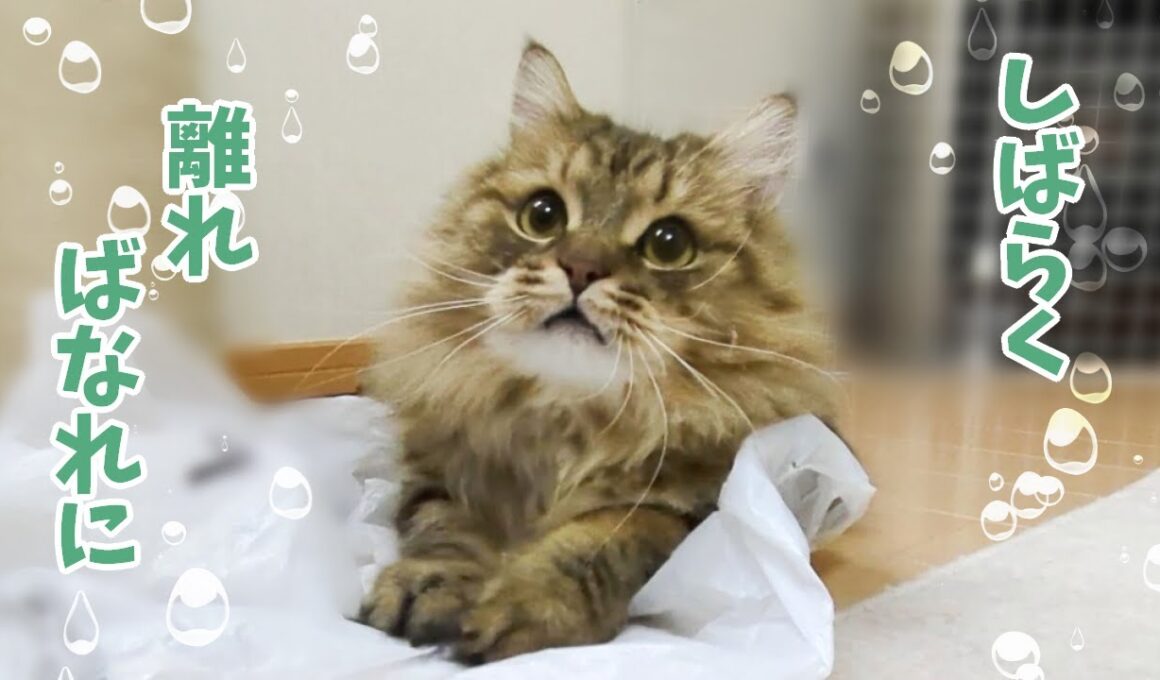 しばらく離ればなれ【ミヌエット】　"Away from My Cat for a While" 2025/08/27
