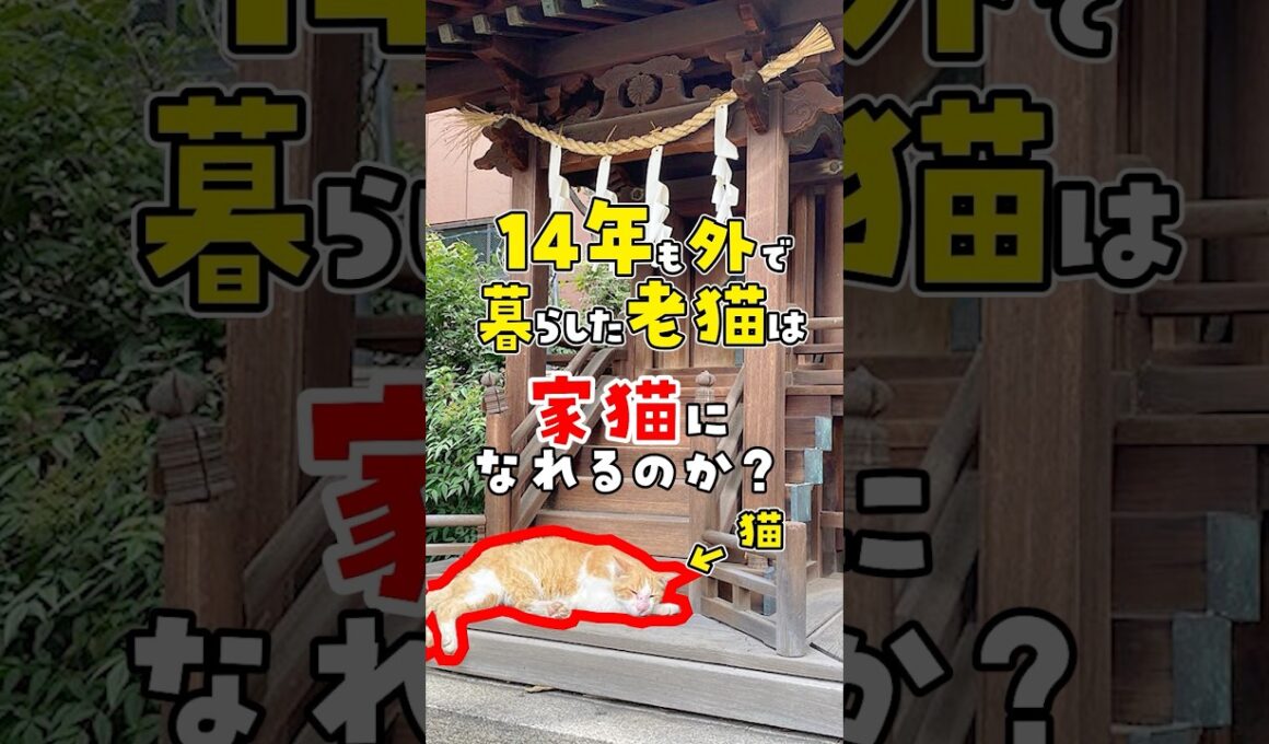 【会社で老猫を保護した結果】14年も外で暮らしていた老猫は家猫になれるのか？ #ねこ #ネコ #保護猫