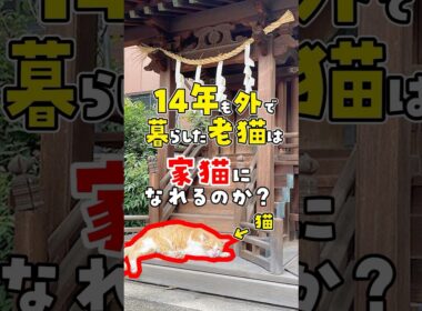 【会社で老猫を保護した結果】14年も外で暮らしていた老猫は家猫になれるのか？ #ねこ #ネコ #保護猫
