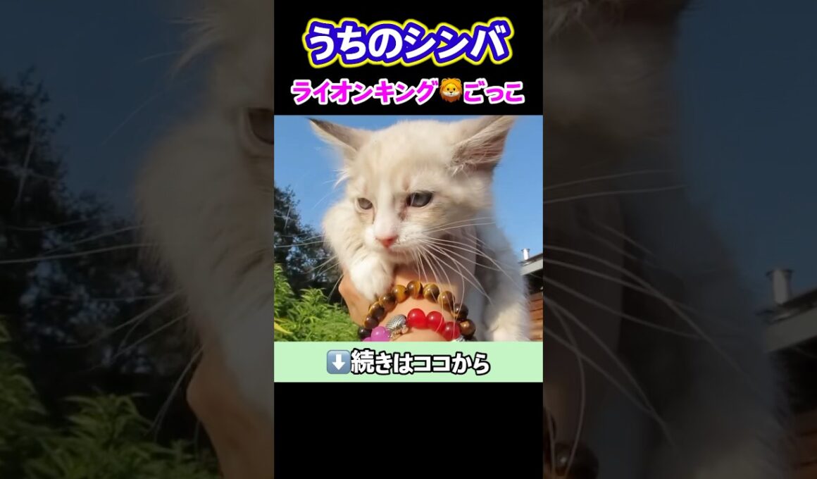 訳あり子猫とライオンキングごっこ♪  #shorts #癒し動画 #子猫 #ライオンキング