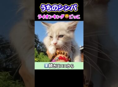 訳あり子猫とライオンキングごっこ♪  #shorts #癒し動画 #子猫 #ライオンキング