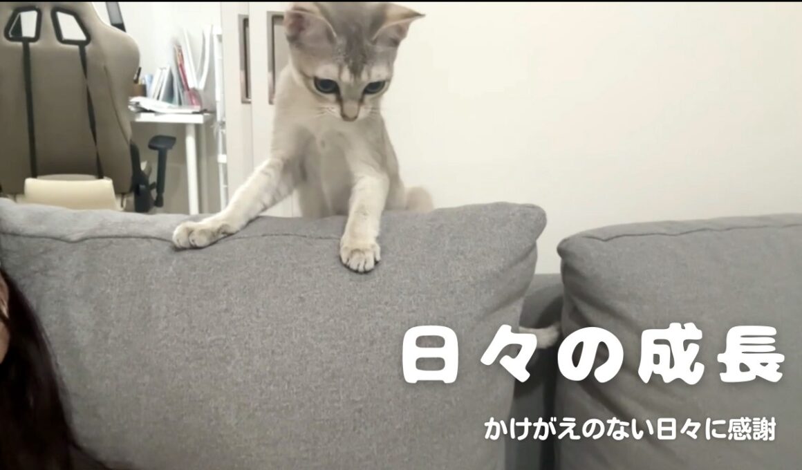 【シンガプーラ】日々の成長に感謝しながら過ごす#愛情に満ち溢れた日常#ねこ