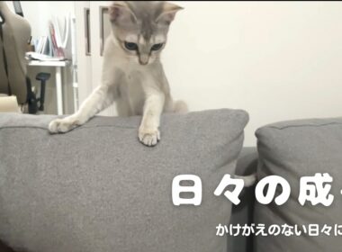 【シンガプーラ】日々の成長に感謝しながら過ごす#愛情に満ち溢れた日常#ねこ