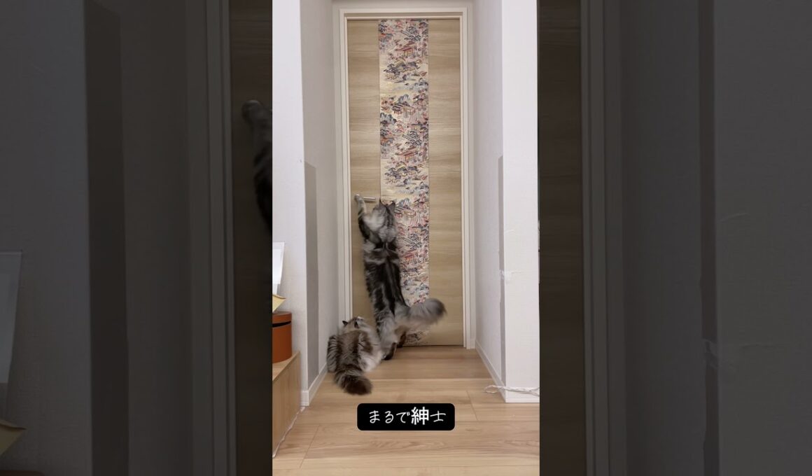 メインクーンの知能なんでしょうか？ #mainecoon #メインクーン#ragdoll #ラグドール