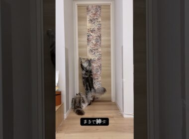 メインクーンの知能なんでしょうか？ #mainecoon #メインクーン#ragdoll #ラグドール