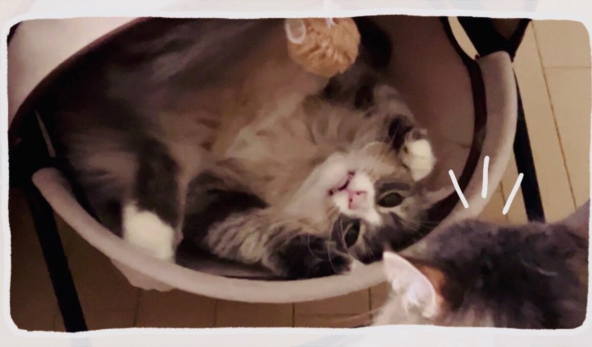 猫を多頭飼いすると色んな行動が見られて癒されます #ノルウェージャンフォレストキャット #アビシニアン #サイベリアン #cat #猫