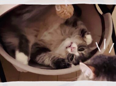 猫を多頭飼いすると色んな行動が見られて癒されます #ノルウェージャンフォレストキャット #アビシニアン #サイベリアン #cat #猫