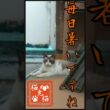 【3匹の様子】三毛猫みーちゃん、シャムミックスさくらちゃん、シャムミックス ビスくん #tnr #ねこ #スノーシュー猫 #ネコ #猫のいる暮らし #youtube #保護猫 #shortvideo