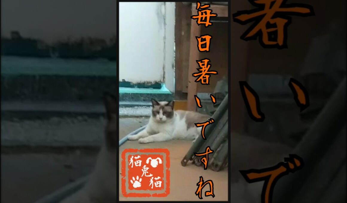 【3匹の様子】三毛猫みーちゃん、シャムミックスさくらちゃん、シャムミックス ビスくん #tnr #ねこ #スノーシュー猫 #ネコ #猫のいる暮らし #youtube #保護猫 #shortvideo