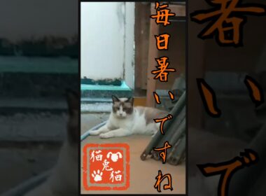 【3匹の様子】三毛猫みーちゃん、シャムミックスさくらちゃん、シャムミックス ビスくん #tnr #ねこ #スノーシュー猫 #ネコ #猫のいる暮らし #youtube #保護猫 #shortvideo