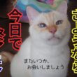 さようなら！最後のおやつを食べた猫達。
