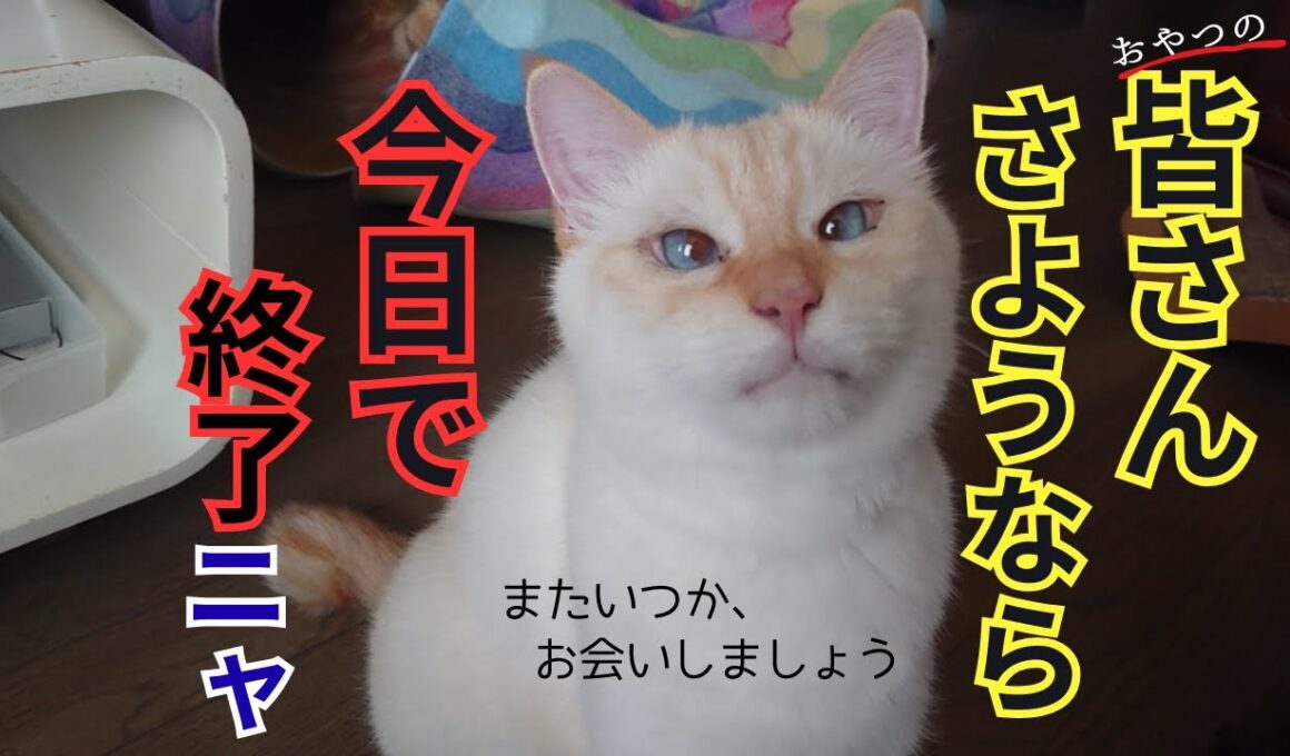 さようなら！最後のおやつを食べた猫達。