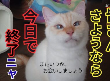 さようなら！最後のおやつを食べた猫達。