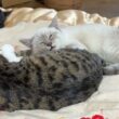 だいぶ、心を開いてきたシャムの子ネコ雫。キジシロのルルに身を寄せる。三毛猫ミックスは、ちょっぴり、威嚇