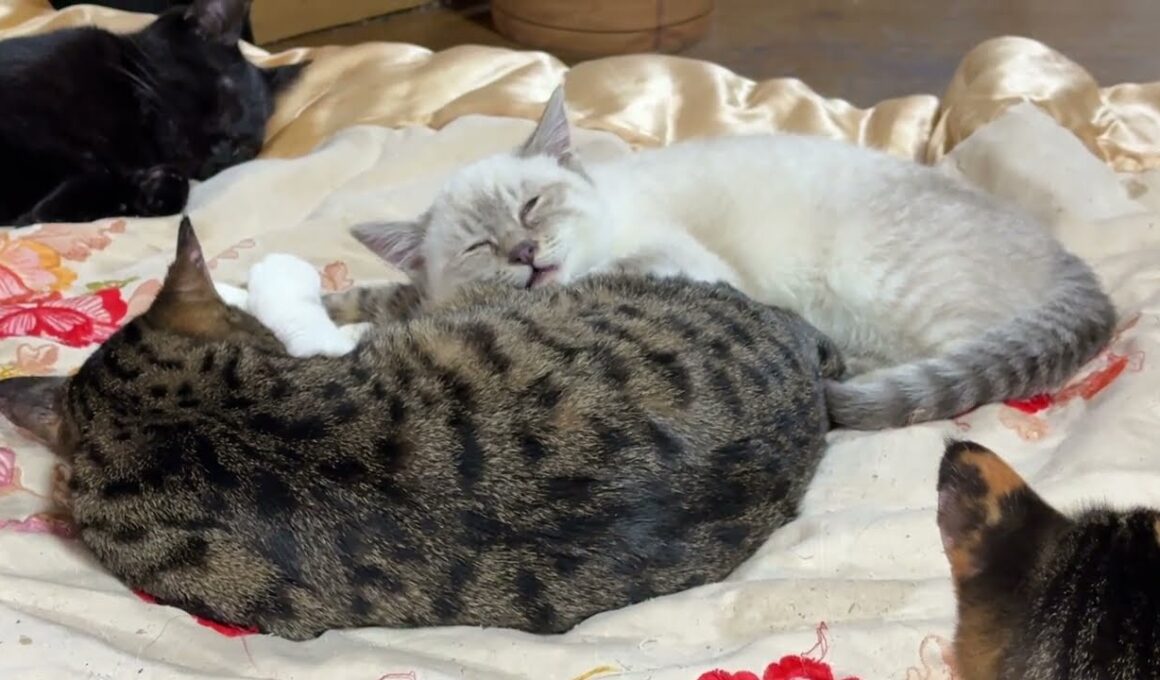 だいぶ、心を開いてきたシャムの子ネコ雫。キジシロのルルに身を寄せる。三毛猫ミックスは、ちょっぴり、威嚇