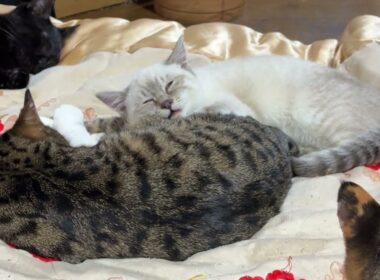 だいぶ、心を開いてきたシャムの子ネコ雫。キジシロのルルに身を寄せる。三毛猫ミックスは、ちょっぴり、威嚇