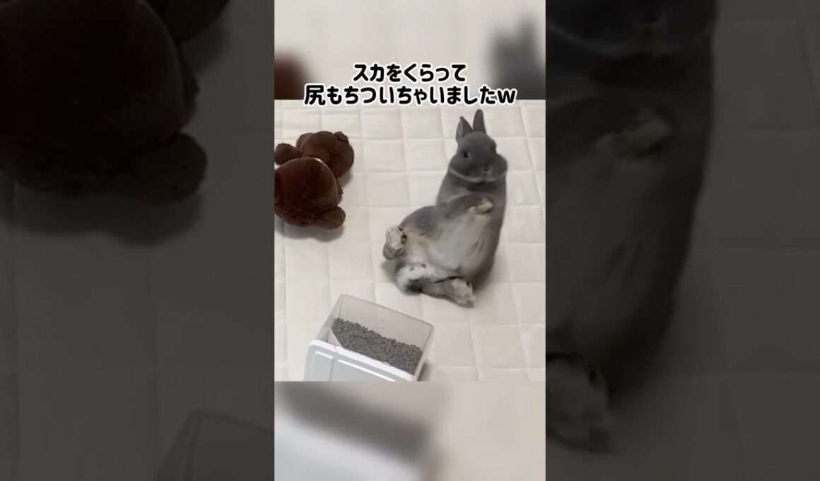 【爆笑注意】コケ方が100点満点のうさぎ🐰👏#癒し #うさぎ #rabbit