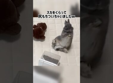 【爆笑注意】コケ方が100点満点のうさぎ🐰👏#癒し #うさぎ #rabbit