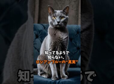 ロシアンブルー        ~物静かで声は控えめの“サイレントキャット”~