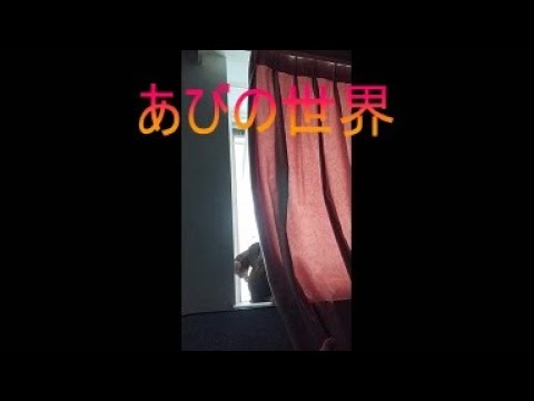 ネコ動画あび＃5246　あびの毎日　アビシニアン　あび