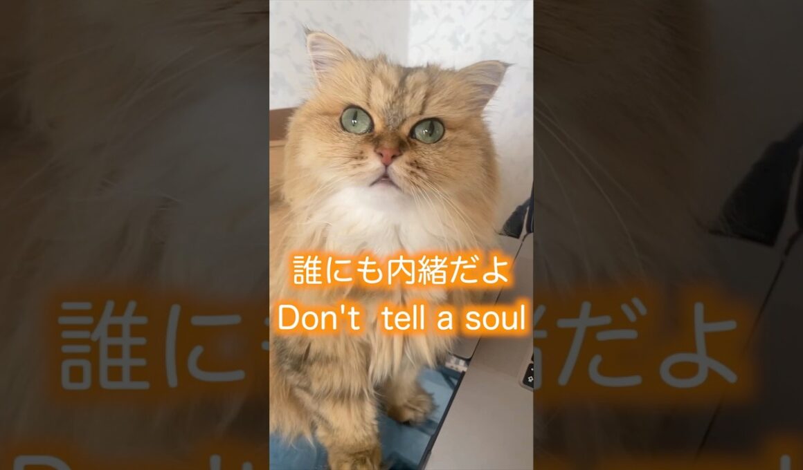 cute cat💛I’ve Got A SECRET#ペルシャ猫 #cat #puffpuff #persiancat #猫のいる暮らし