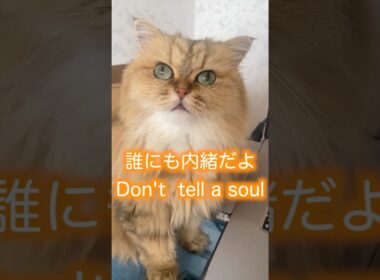 cute cat💛I’ve Got A SECRET#ペルシャ猫 #cat #puffpuff #persiancat #猫のいる暮らし