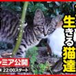 【子猫 保護】過酷なお外で生きることの難しさ...尊い命を守りたい