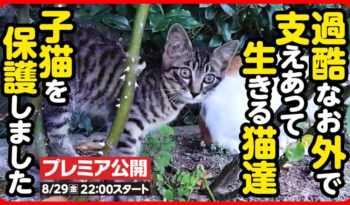 【子猫 保護】過酷なお外で生きることの難しさ...尊い命を守りたい