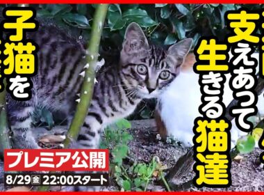 【子猫 保護】過酷なお外で生きることの難しさ...尊い命を守りたい