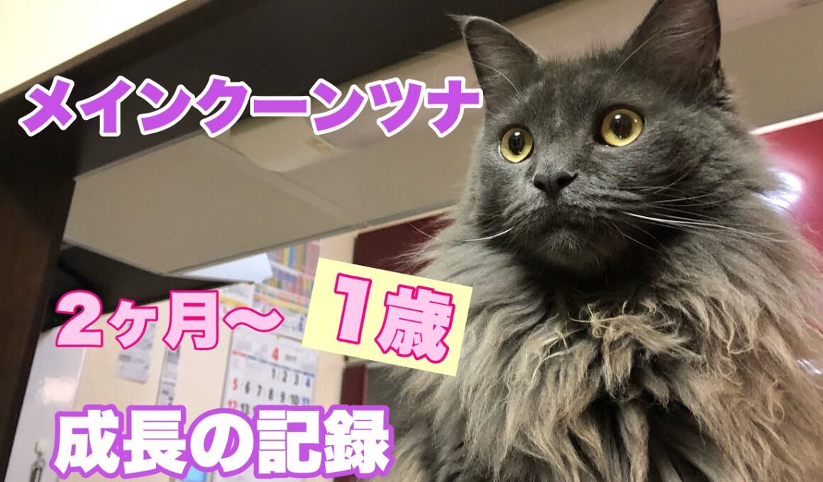 【メインクーン】【ツナ編】2ヶ月〜1歳までの成長日記No.114　Maine Coon Tuna Grow Record.