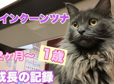 【メインクーン】【ツナ編】2ヶ月〜1歳までの成長日記No.114　Maine Coon Tuna Grow Record.